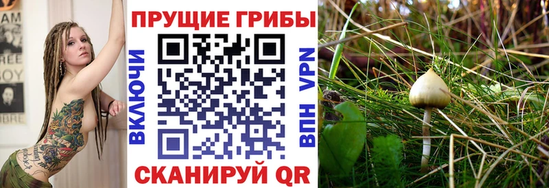 Галлюциногенные грибы Psilocybe  кракен онион  Заозёрск  закладка 